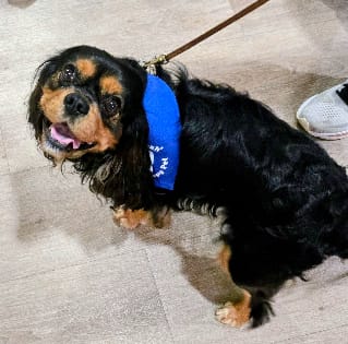 Customer photo review of 1-TDC Oral Health + Mobility Support for Dogs