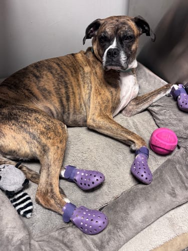 Customer photo review of WagWellies® Mojave