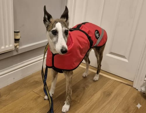 Customer photo review of Sherpa - Fleece Lined Sighthound Coat - Harness Hole - No Velcro