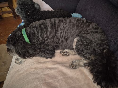 Customer photo review of DoggieBalm Natural Manuka & Hemp Shampoo and Conditioner