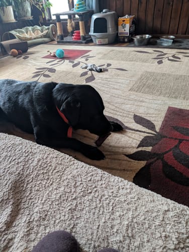 Customer's black dog lying on a patterned rug, chewing on a Smoked Beef Marrow Bone.