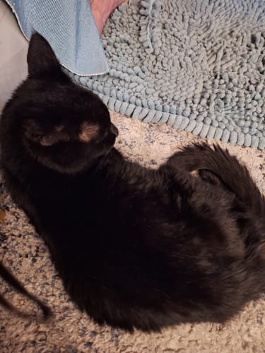 Customer photo review of 3x Blisso Advanced Cat Probiotic