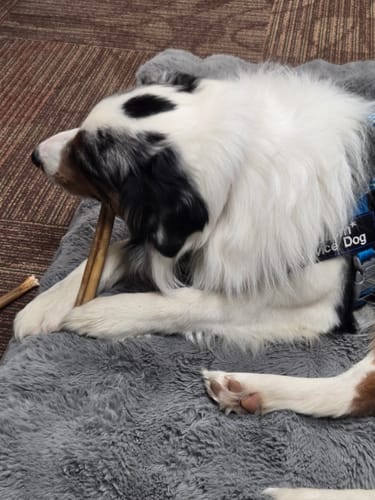 Customer's service dog chewing on a long Beef Cheek Stick while lying on a fluffy mat.
