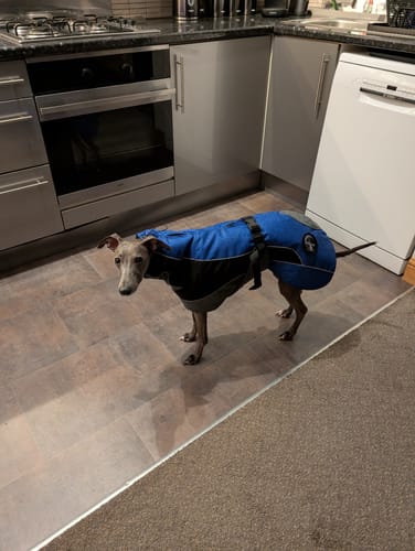 Customer photo review of Blaze - Summer/Winter Sighthound Coat with Harness Hole