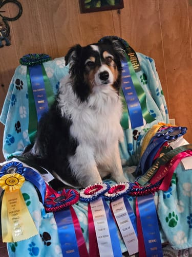 Customer photo review of 1-TDC Oral Health + Mobility Support for Dogs