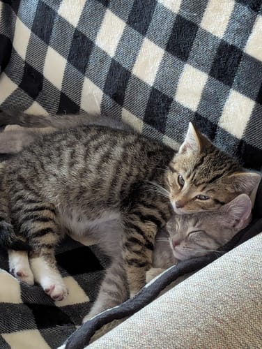 Customer photo review of 2x Blisso Advanced Cat Probiotic | Cat Probiotic for Diarrhea & Kidney Support