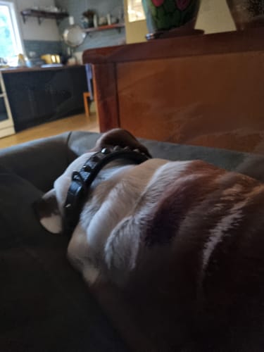 Customer photo review of Hand Made Leather Dog Collar - Imperial Black & Chrome (Slim Fit)