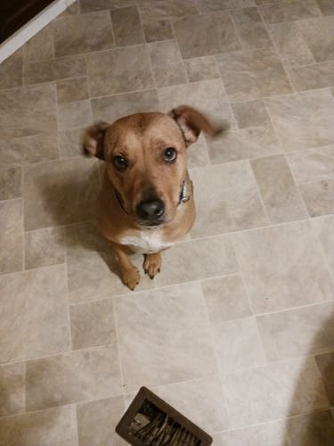 Customer photo review of Belly Buddies Probiotics for Dogs