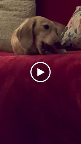 Customer video review of Long-Lasting Yak Chews — 6 Flavor Pack