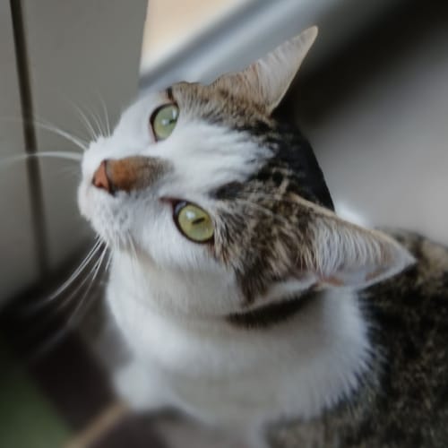 Avis d'un client : gros plan sur son adorable chat tigré et blanc après avoir dégusté sa Pâtée au Poulet.