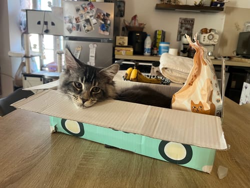 Le chaton d'un client se repose dans la boîte ouverte de son Coffret Découverte Chaton, à côté d'un sac de nourriture.