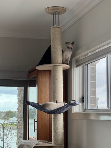 Reviewer's tall cat tree by a window, with one cat in the hammock and another on a high platform.