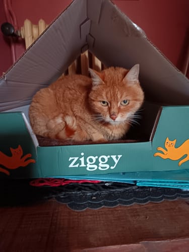 Le chat roux d'un client se repose dans la boîte de livraison des croquettes, aménagée en maison.