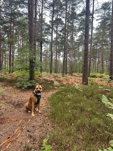 Customer's Mastiff Cross dog sits in a forest wearing the emerald green dog harness.