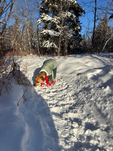 Customer photo review of WagWellies® by wagwear