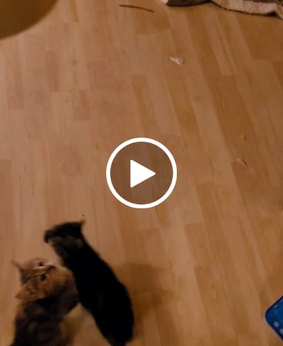 Avis vidéo d'un client sur Coffret Découverte Chaton - 1kg Croquettes + 8 Pâtées + 3 probiotiques