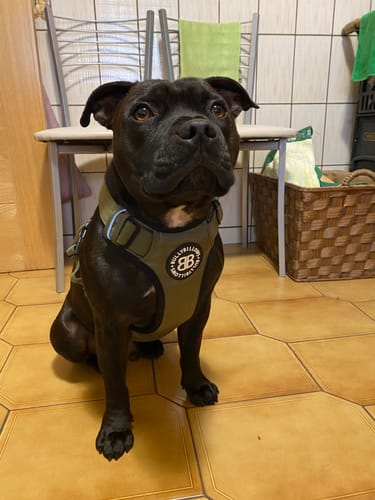 Customer photo review of Comfort Premium Harness | Non Restrictive - Khaki