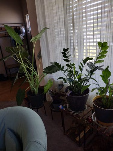 Customer's thriving Alocasia and ZZ plants in pots by a window after using Soil Refresh.