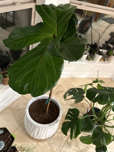 Reviewer's healthy Fiddle Leaf Fig with large, vibrant leaves in its new white pot.
