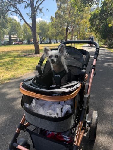 Customer photo review of Pet Stroller with ISO-FIX Car Carrier