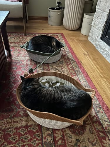 Customer photo review of Instinct Basket | Handwoven & Chemical-Free Cat Territory