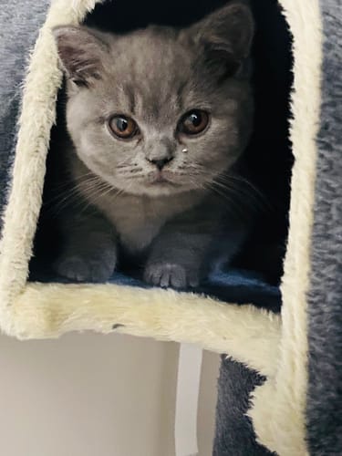 Customer photo review of 1 Month Supply – 2 Cat