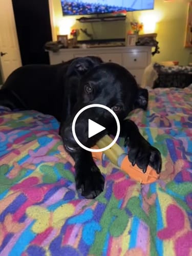 Customer video review of Long-Lasting Yak Chews — 4 Flavor Pack