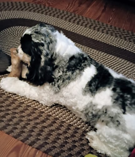Customer's fluffy dog lying on a patterned rug, chewing a Smoked Beef Marrow Bone.