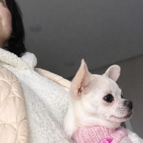 Customer photo review of Teddy Kangaroo Hoodie Carrier - Milky - 2-15 lbs / 1-7 kg (Autumn/Winter)