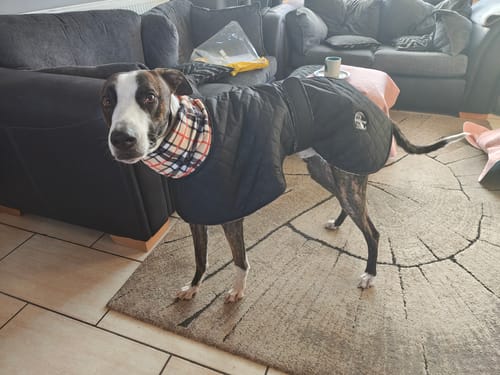 Customer photo review of Oslo - Quilted Waterproof Sighthound Coat with Harness Hole