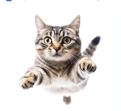 Customer photo review of 1 Month Supply – 1 Cat