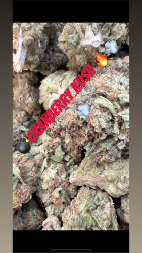 Customer photo review of Cranberry Kush - Bulk - Hybrid