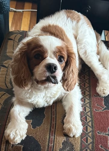 Reviewer's cute, brown and white Cavalier King Charles Spaniel lying on a patterned cushion.