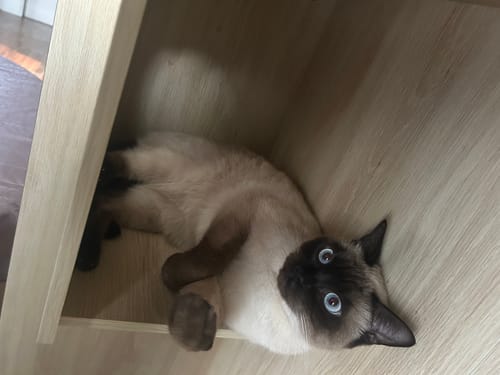 Le chat d'un client, un siamois aux yeux bleus, est couché de côté dans une étagère en bois clair.