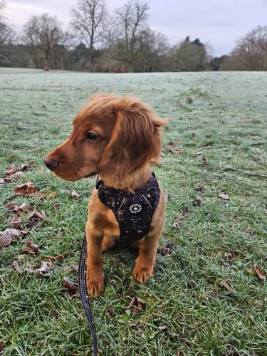 Customer's puppy sitting on frosty grass wearing a Celestial harness and attached Trail & Glow Fabric Dog Lead.