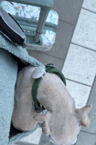 Customer photo review of Teddy Kangaroo Hoodie Carrier - Black - 2-15 lbs / 1-7 kg (Autumn/Winter)