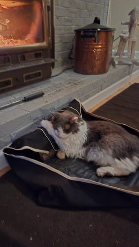 Customer photo review of 2x Blisso Advanced Cat Probiotic | Cat Probiotic for Diarrhea & Kidney Support