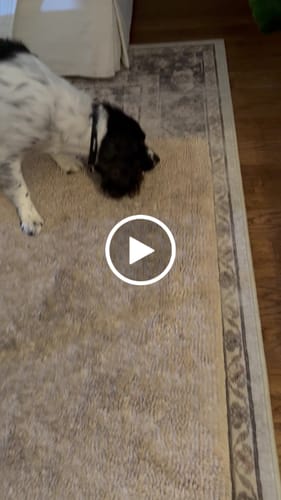 Customer video review of Smoked Beef Marrow Bone