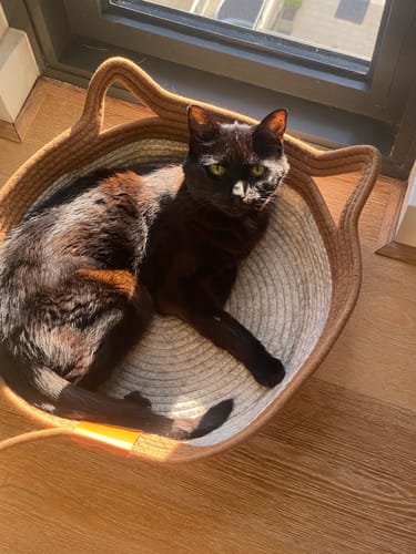 Customer photo review of Instinct Basket | Handwoven & Chemical-Free Cat Territory