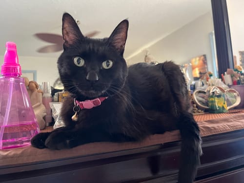 Customer photo review of 2x Blisso Advanced Cat Probiotic | Cat Probiotic for Diarrhea & Kidney Support