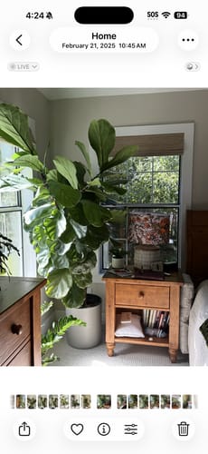 Customer's large, healthy fiddle-leaf fig plant thriving in a room after using Plant Food.