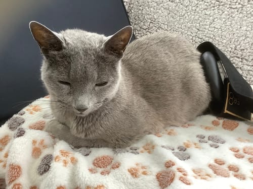 Customer photo review of CELLER8® Small Pet Package
