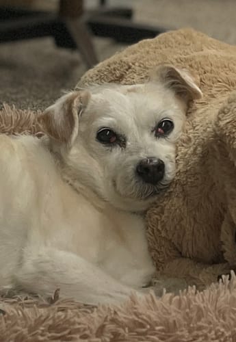 Customer's small white dog resting peacefully on a fuzzy blanket after using the Hot Spots Quick Protocol.