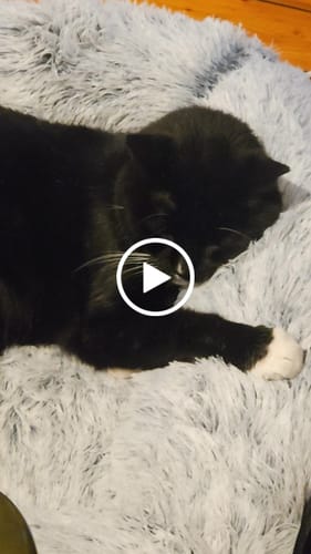 Customer video review of Orthopaedic Cat Bed - Plush Comfort