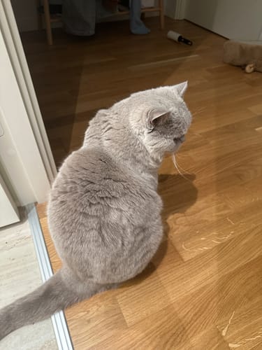 Customer photo review of PelsLyn-børste™ – Den ultimative løsning til pelspleje