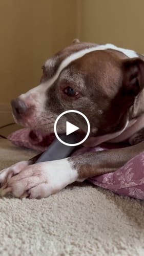 Customer video review of Long-Lasting Yak Chews — 4 Flavor Pack