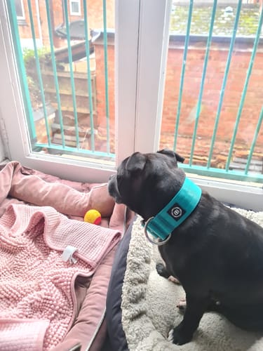 Customer's black Staffordshire Bull Terrier wearing the wide, turquoise Combat® Collar while looking out a window.