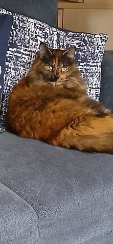 Customer photo review of 3 Month Supply - 1 Cat