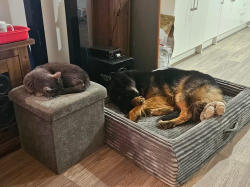 Reviewer's large dog sleeping comfortably in the grey Orthopaedic Dog Bed on a wooden floor.