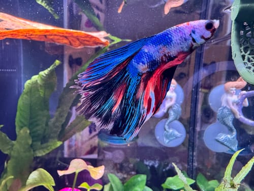 Customer photo review of Nemo Halfmoon Male Betta Fish | Order Directly From Farm | You Pick Fish